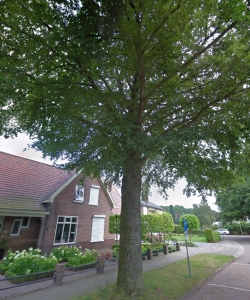 Allee 10, waardevolle boom.