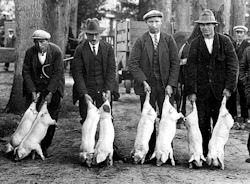 Foto Historisch Emmen Exportslachterij Londense biggen