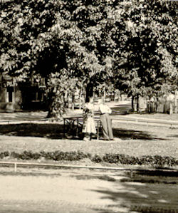 Juliana- en Bernard boom Weerdingerstraat Emmen